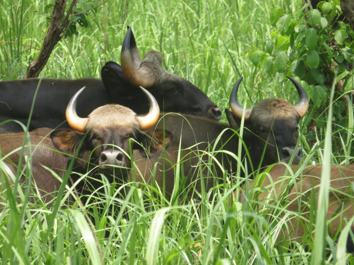Happy Lemon Tree Lodge Sauraha Luaran gambar