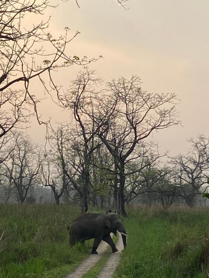 Happy Lemon Tree Lodge Sauraha Luaran gambar